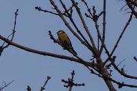 Cyanistes caeruleus