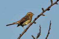 Emberiza cirlus