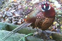 Phasianus colchicus