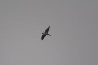 Falco peregrinus