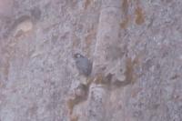 Falco peregrinus