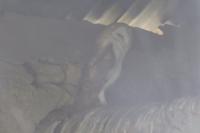 Tyto alba