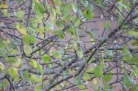 Phylloscopus collybita