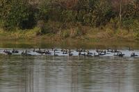 Phalacrocorax carbo