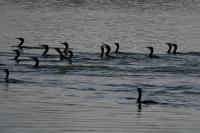 Phalacrocorax carbo