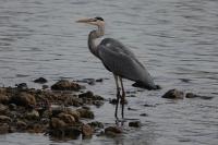 Ardea cinerea