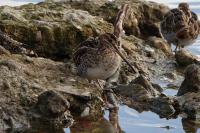 Gallinago gallinago