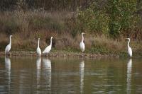 Ardea alba