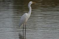 Ardea alba
