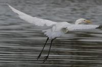Ardea alba