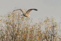 Ardea cinerea