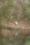 Ardea cinerea