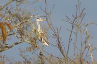 Ardea cinerea