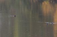 Fulica atra