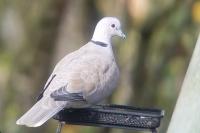 Streptopelia decaocto