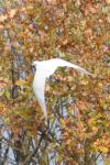Egretta garzetta