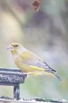 Chloris chloris