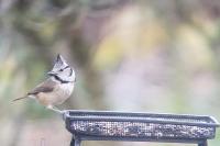 Lophophanes cristatus