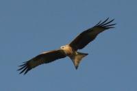 Milvus milvus
