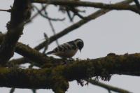 Dendrocopos minor