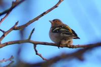 Fringilla coelebs
