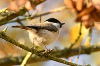 Poecile palustris