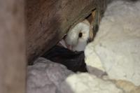 Tyto alba