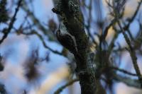 Certhia brachydactyla