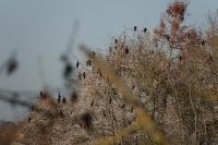 Phalacrocorax carbo