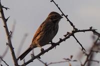 Emberiza schoeniclus