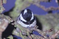 Periparus ater