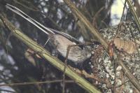 Aegithalos caudatus