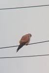 Falco tinnunculus