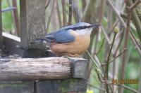 Sitta europaea