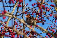 Fringilla coelebs