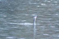 Podiceps cristatus