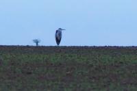 Ardea cinerea