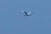 Ardea alba