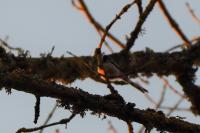 Aegithalos caudatus