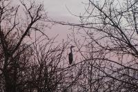 Ardea cinerea