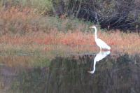 Ardea alba