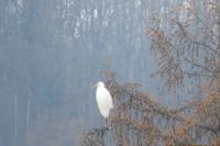 Ardea alba