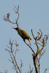 Picus viridis