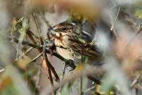 Emberiza schoeniclus