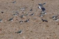 Vanellus vanellus