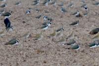 Pluvialis apricaria