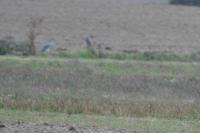 Ardea cinerea