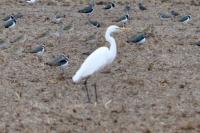 Ardea alba