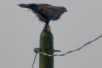 Buteo buteo