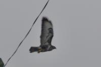 Buteo buteo